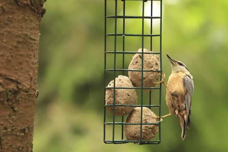 Eigen merk tuinvogelvoer